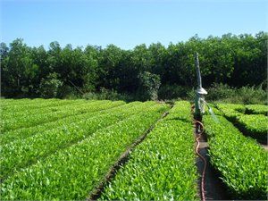 Chương trình ICMP hỗ trợ nông dân Bạc Liêu trong việc ứng dụng kỹ thuật canh tác Tưới Ngập Khô xen kẽ