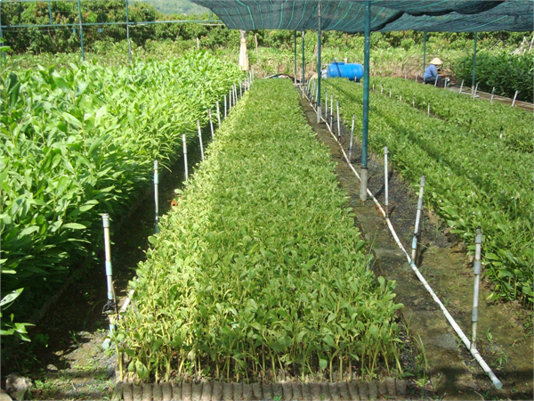 Chương trình ICMP hỗ trợ nông dân Bạc Liêu trong việc ứng dụng kỹ thuật canh tác Tưới Ngập Khô xen kẽ