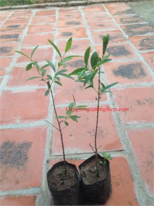 Cây đàn hương và những giá trị kinh tế mang lại
