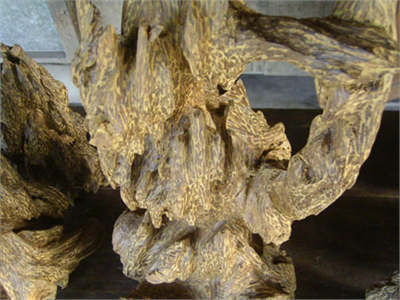 Bán giống cây trầm hương bó dầu toàn quốc