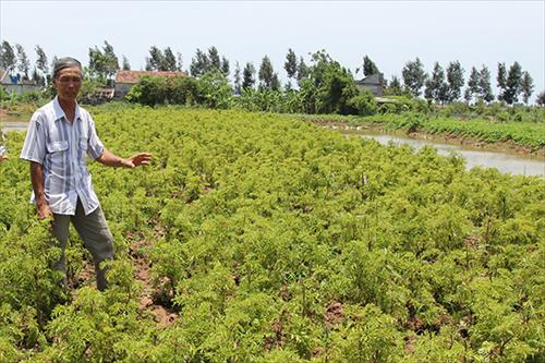 Làm giàu nhờ trồng đinh lăng ở Nam Định